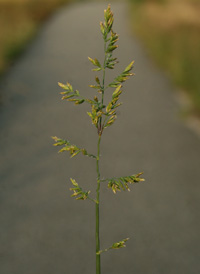 Flattened Meadow-grass