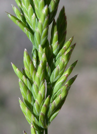 Flattened Meadow-grass