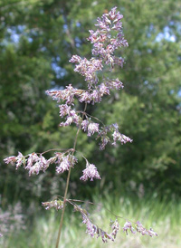 Smooth Meadow-grass