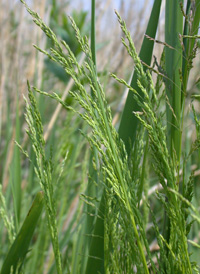 Rough Meadow-grass