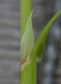 Rough Meadow-grass