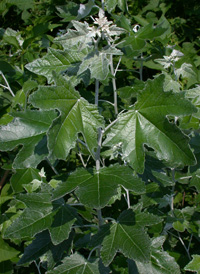 White Poplar