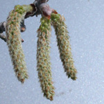 White Poplar White Poplar