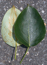 Balsam Poplar