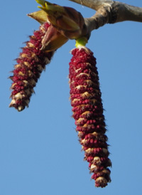 Balsam Poplar