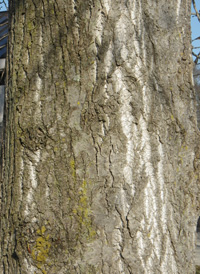 Balsam Poplar