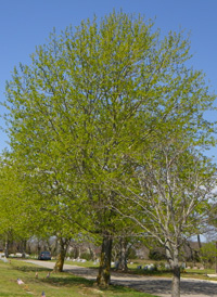 Balsam Poplar