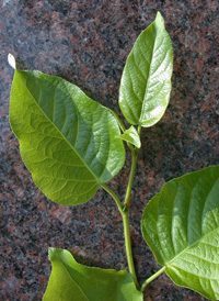 Balsam Poplar