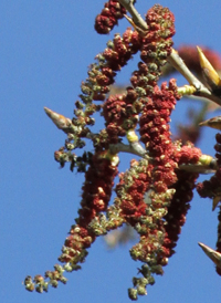 Eastern Cottonwood