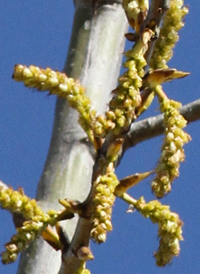 Eastern Cottonwood