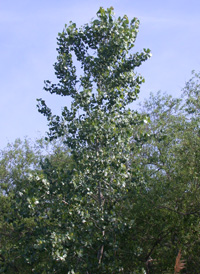 Eastern Cottonwood