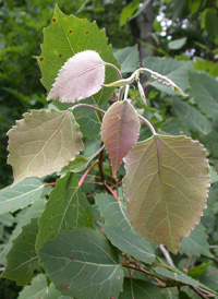 Bigtooth Aspen