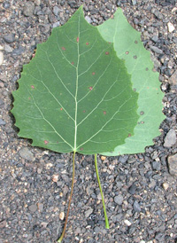 Bigtooth Aspen