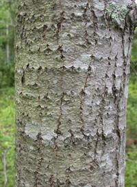 Bigtooth Aspen