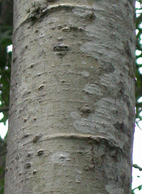 Bigtooth Aspen