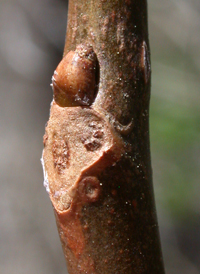 Swamp Cottonwood