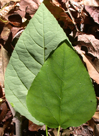 Swamp Cottonwood