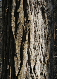 Swamp Cottonwood