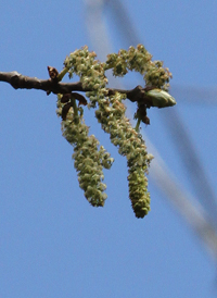 Swamp Cottonwood