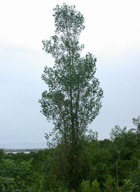 Black Poplar