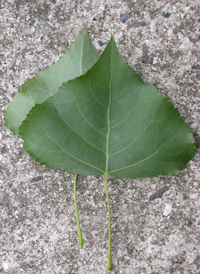 Black Poplar