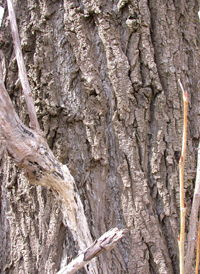 Black Poplar