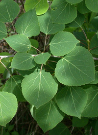 American Aspen