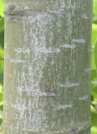 American Aspen