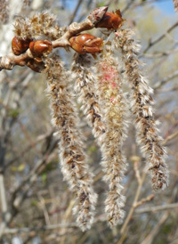 Gray Poplar