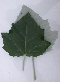 Gray Poplar