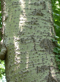 Gray Poplar