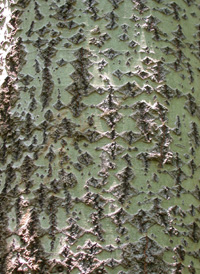 Gray Poplar