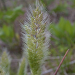 Annual Beard-grass Annual Beard-grass