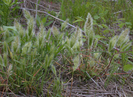 Annual Beard-grass