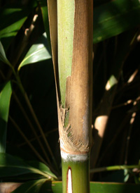 Arrow Bamboo