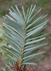 Douglas Fir