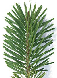 Douglas Fir