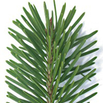 Douglas Fir Douglas Fir