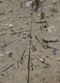 Reflexed Saltmarsh-grass