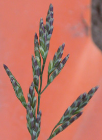 Reflexed Saltmarsh-grass