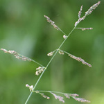 Reflexed Saltmarsh-grass-grass Reflexed Saltmarsh-grass-grass