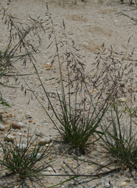 Reflexed Saltmarsh-grass