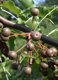 Callery Pear