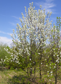 Callery Pear