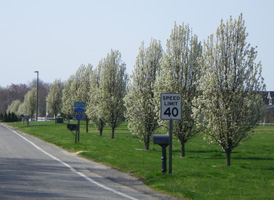 Callery Pear