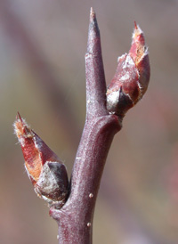 Callery Pear