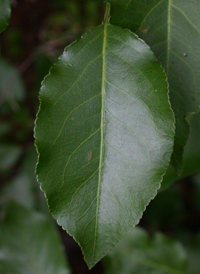 Callery Pear