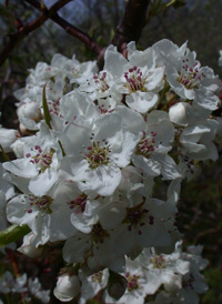 Callery Pear