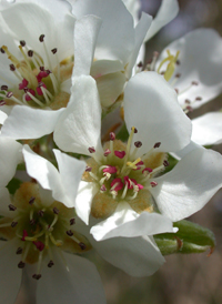 Common Pear