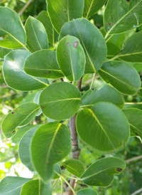 Common Pear